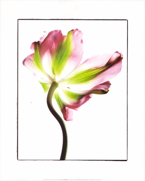 Tulip by Cédric Porchez - 16 X 20 Inches (Art Print)
