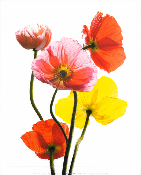 Multicoloured Poppies by Cédric Porchez - 16 X 20 Inches (Art Print)