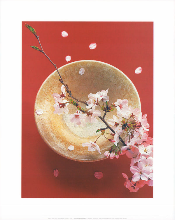 Blooming Bowl by Japack - 16 X 20 Inches (Art Print)