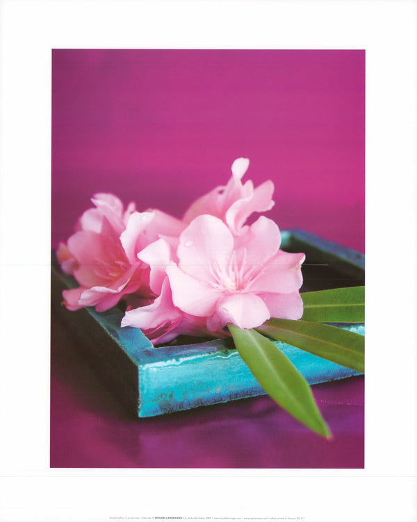 Oleander by Amélie Vuillon - 16 X 20 Inches (Art Print)