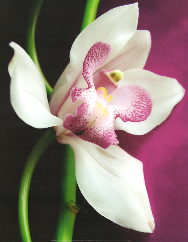 Orchid by Amélie Vuillon - 16 X 20 Inches (Art Print)