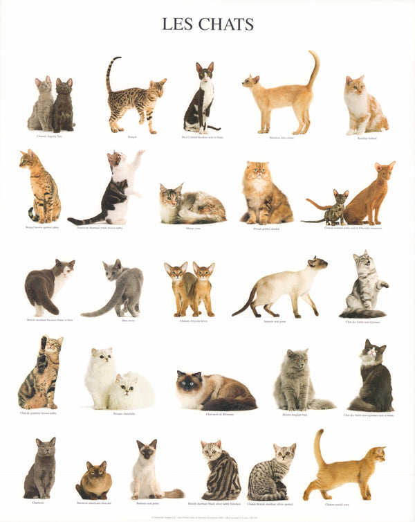 Cats, 2006 by Jean-Michel and Florence Rouquette - 16 X 20 Inches (Art Print)