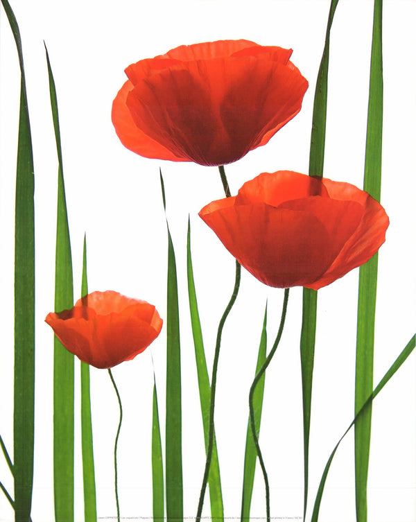 Poppies by Lieven Coppieters - 16 X 20 Inches (Art Print)