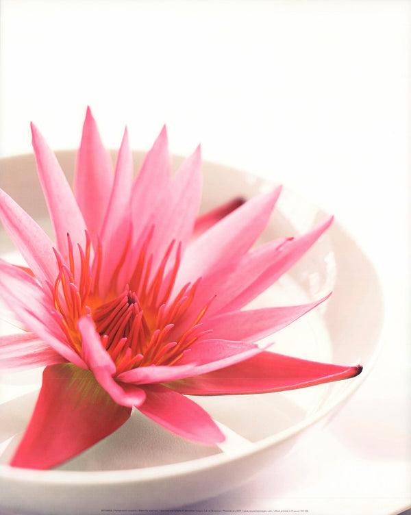 Waterlily and Bowl by Botanica - 16 X 20 Inches (Art Print)