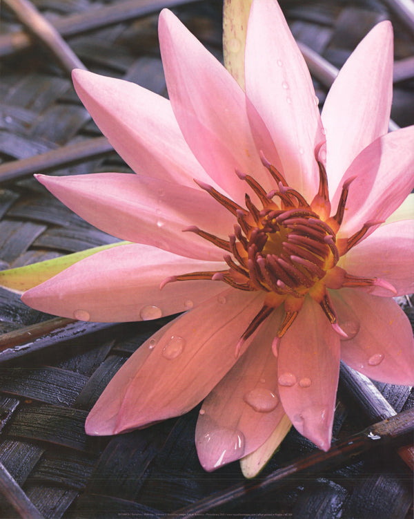 Waterlily by Botanica - 16 X 20 Inches (Art Print)