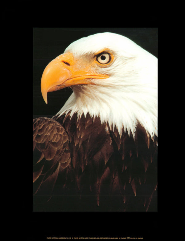 Bald Eagle, USA by Frans Lanting - 11 X 14 Inches (Art Print)