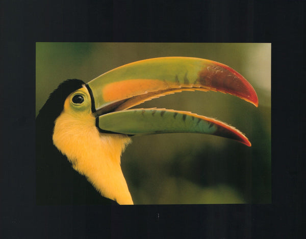 Keek-Billed Toucan Belize by Frans Lanting - 12 X 16 Inches (Art Print)