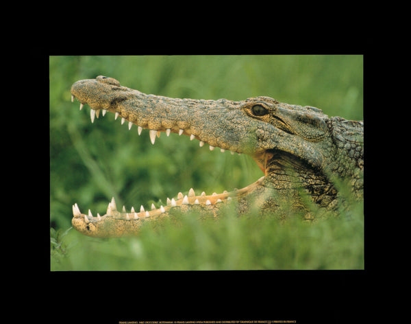 Nile Crocodile, Botswana by Frans Lanting - 12 X 16 Inches (Art Print)