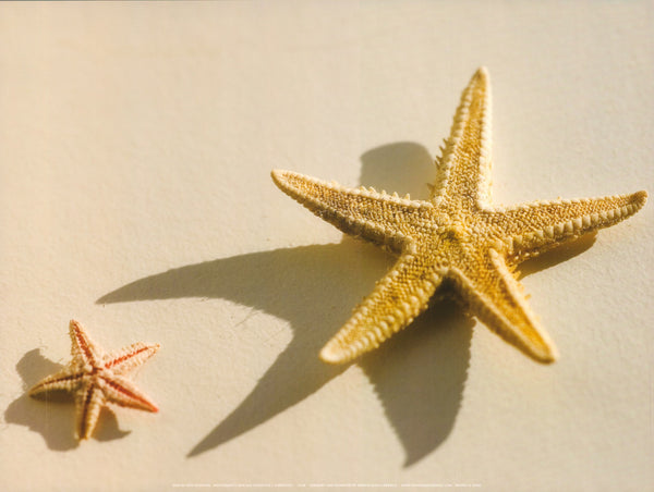 Starfish with Shadows by Superstock - 12 X 16 Inches (Art Print)