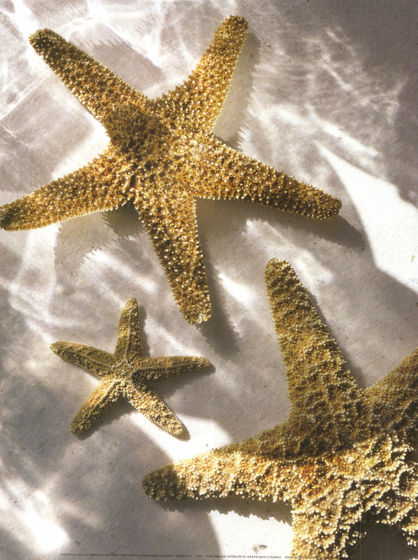 High-Angle View of Starfish Under Water by Gabriela Medina - 12 X 16 Inches (Art Print)