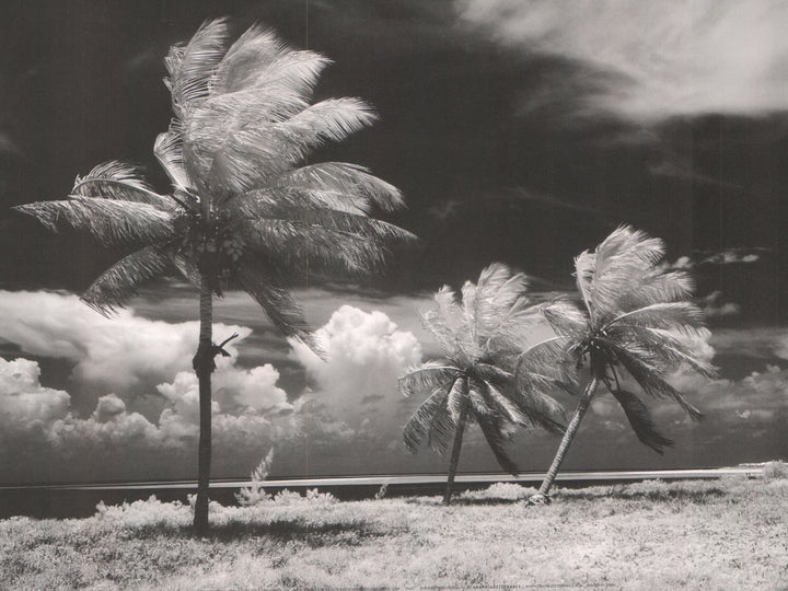 Palm Trees Blowing in Storm ove the Florida Keys, USA by Armstrong Roberts - 12 X 16 Inches (Art Print)