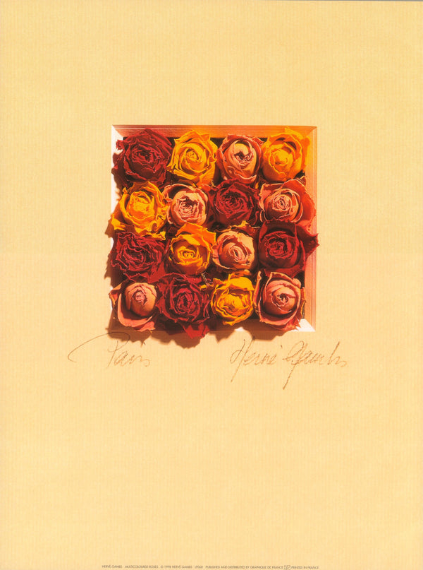 Multicoloured Roses by Hervé Gambs - 12 X 16 Inches (Art Print)
