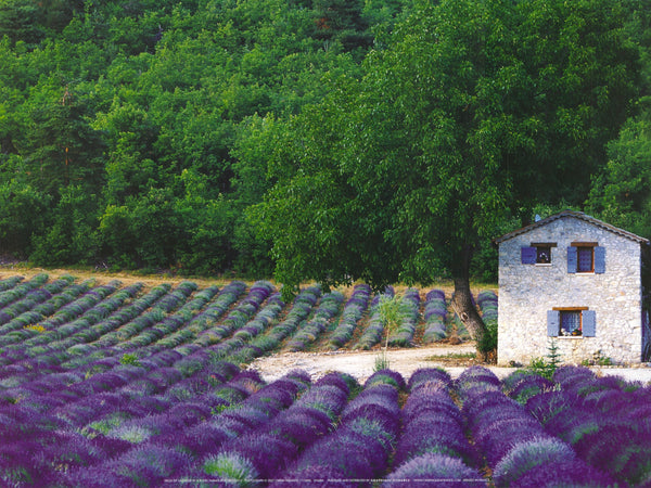 Fields of Lavender by a Rustic Farmhouse, Provence by Owen Franken - 12 X 16 Inches (Art Print)