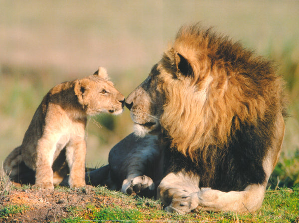 Lion (Panthera Leo) and Cub by Superstock - 12 X 16 Inches (Art Print)