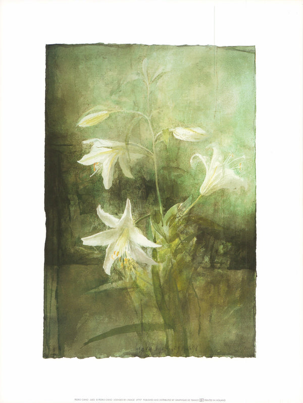 Lilies by Pedro Cano - 12 X 16 Inches (Art Print)
