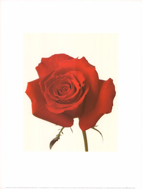 Red Rose by Haruhito Wako - 12 X 16 Inches (Art Print)