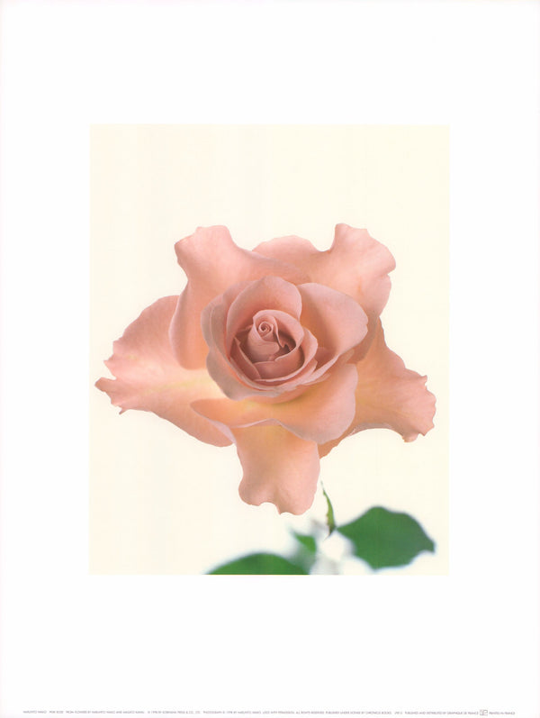 Pink Rose by Haruhito Wako - 12 X 16 Inches (Art Print)