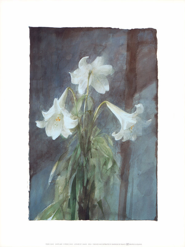 White Lilies by Pedro Cano - 12 X 16 Inches (Art Print)