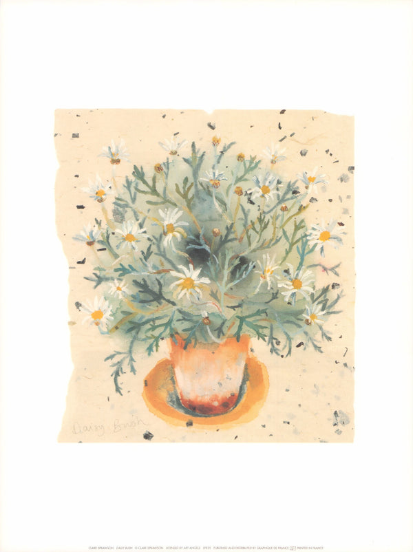 Daisy Bush by Clare Sprawson - 12 X 16 Inches (Art Print)