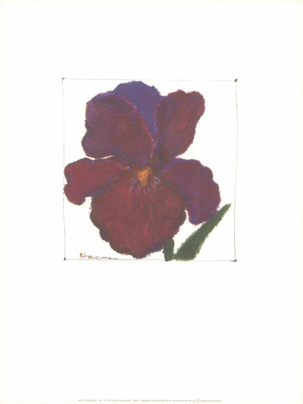 Iris by Nancy Hausman - 12 X 16 Inches (Art Print)