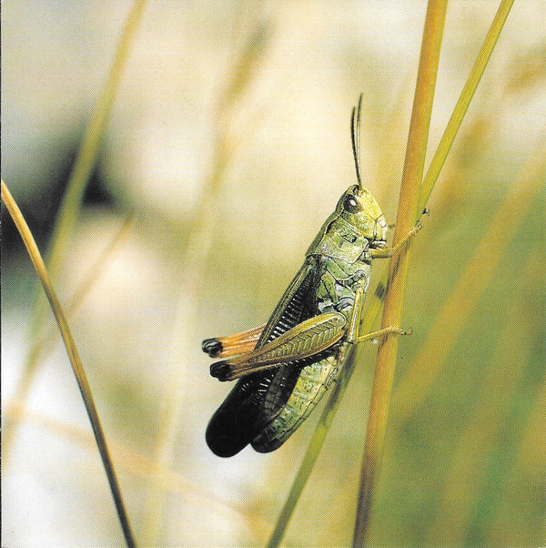Locust by Laurent Bessol - 6 X 6 Inches (10 Postcards)