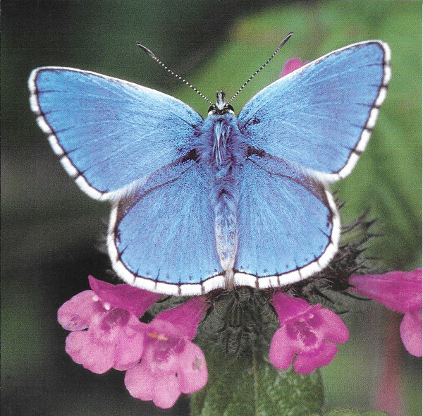 Lysandra Bellargus by Florent Cardinaux - 6 X 6 Inches (10 Postcards)