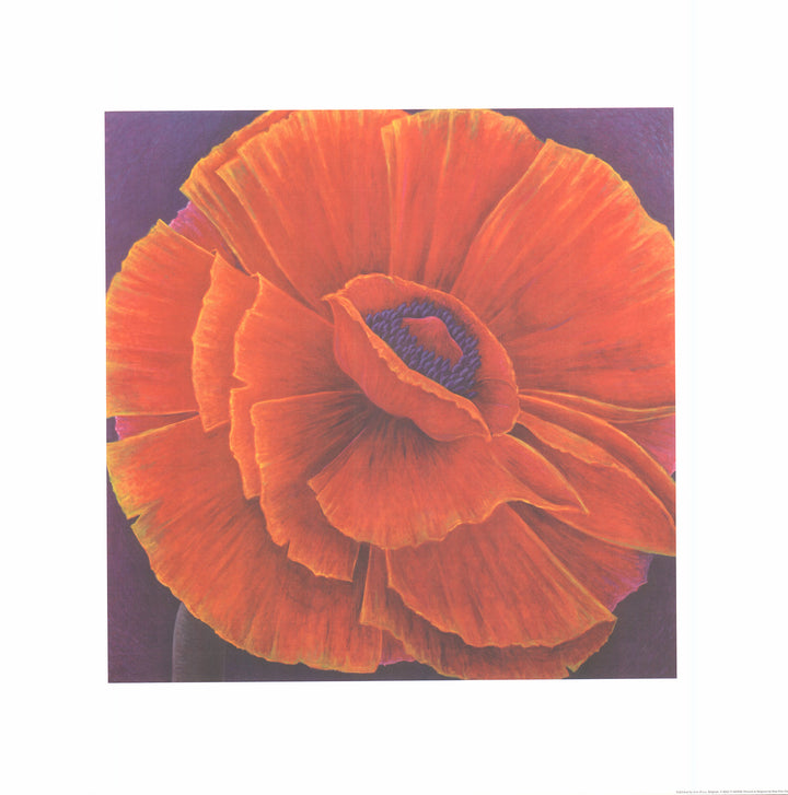 Big Poppy, 2003 by Ruth Addinall - 27 X 27 Inches (Watercolour / Aquarelle)