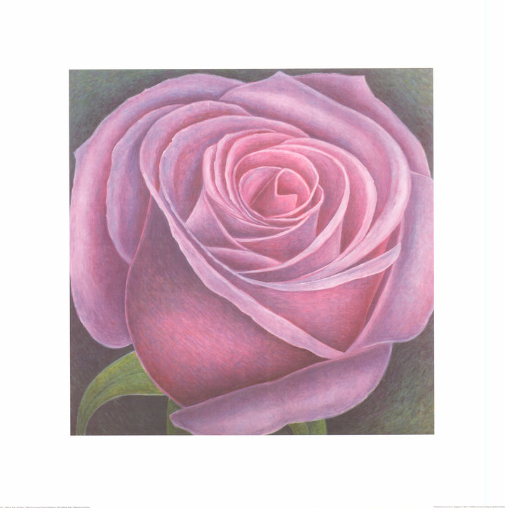 Big Rose, 2003 by Ruth Addinall - 27 X 27 Inches (Watercolour / Aquarelle)