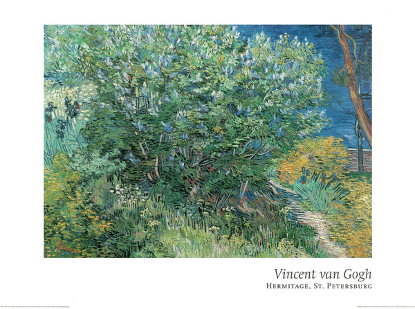 Lilac Bush by Vincent Van Gogh - 24 X 32 Inches (Offset Lithograph)