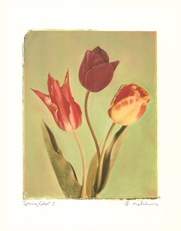 Spring Color I, 2001 by Amy Melious - 11 X 14 Inches (Art Print)