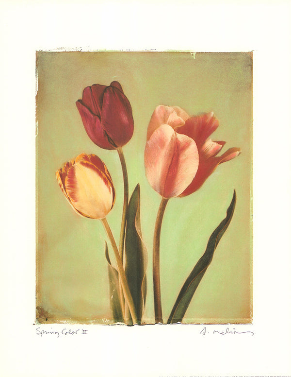 Spring Color II, 2001 by Amy Melious - 11 X 14 Inches (Art Print)