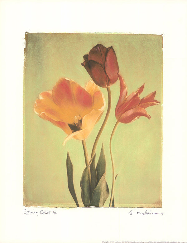 Spring Color III, 2001 by Amy Melious - 11 X 14 Inches (Art Print)