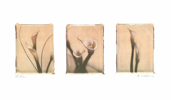 Lilies, 1997 by Amy Melious - 13 X 22 Inches (Art Print)