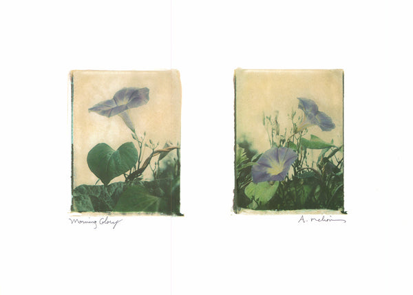 Morning Glory, 1997 by Amy Melious - 13 X 18 Inches (Art Print)