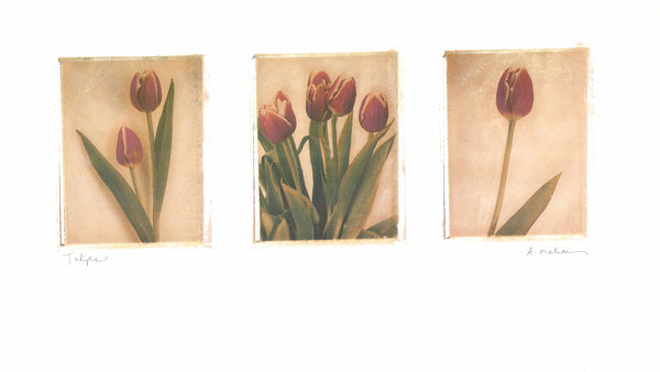 Tulips, 1998 by Amy Melious - 13 X 22 Inches (Art Print)