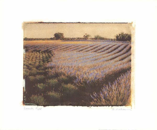 Lavender Field, 1999 by Amy Mellous - 14 X 17 Inches (Art Print)