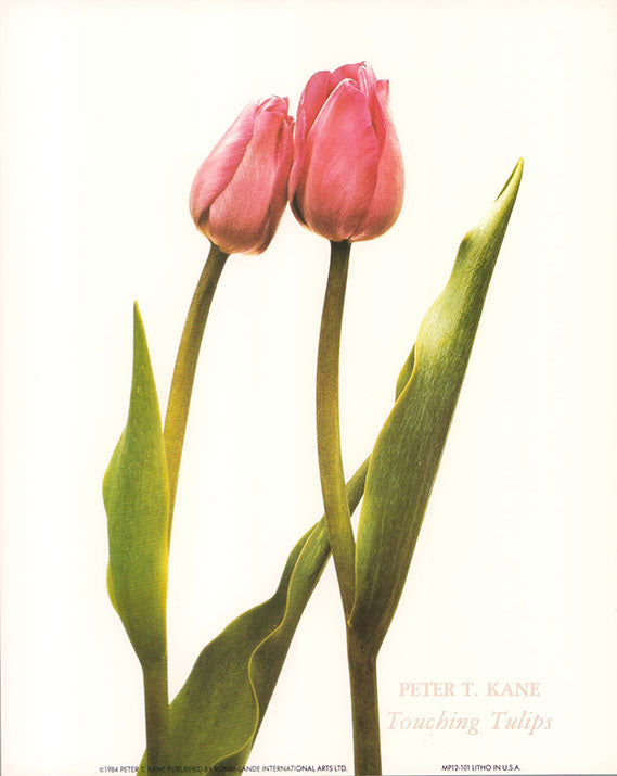 Touching Tulips by Peter T. Kane - 10 X 8 Inches (Art Print)
