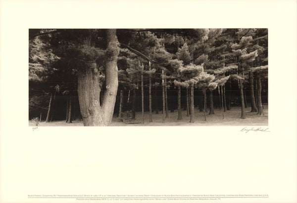Black Forest, Scranton PA, 1985 by Douglas I. Busch - 16 X 24 Inches (Art Print)
