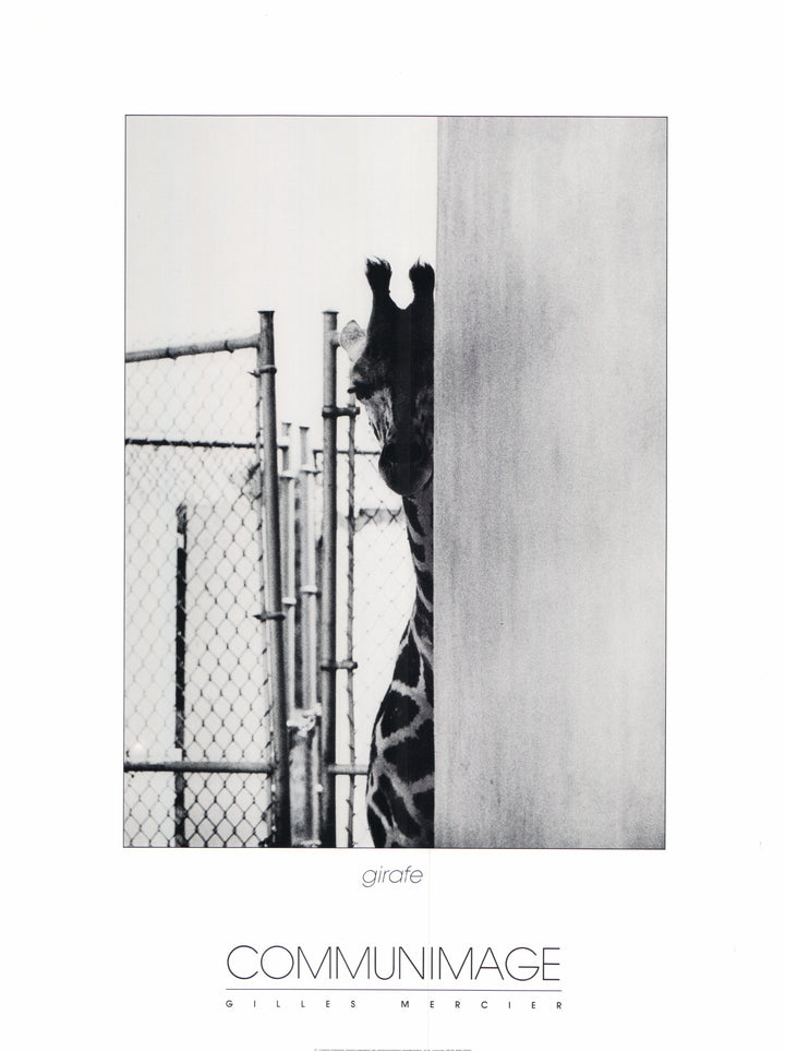 Girafe by Gilles Mercier - 18 X 24 Inches (Art Print)