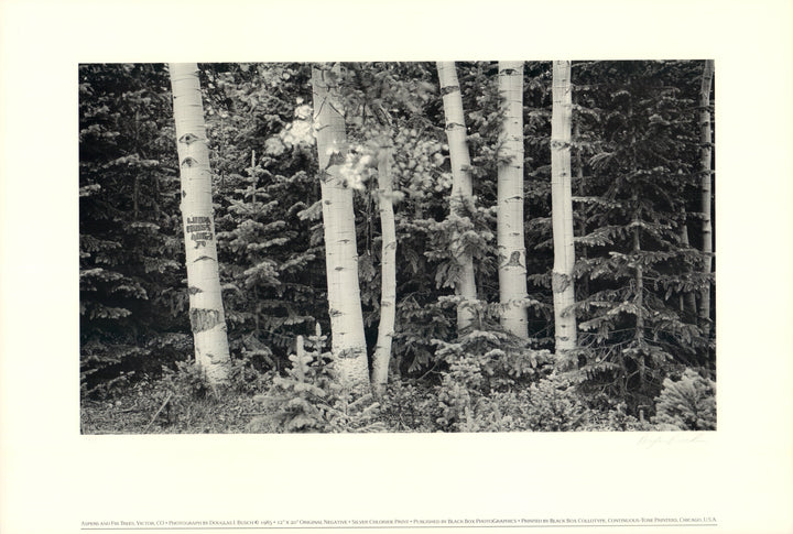 Aspens and Fir Trees, Victor CO, 1985 by Douglas I. Busch - 17 X 24 Inches (Art Print)