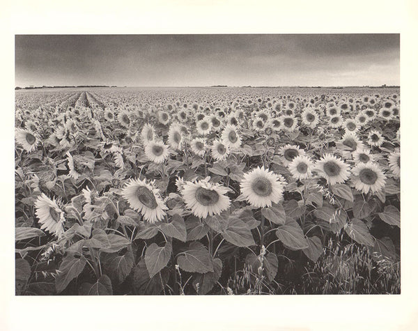 Foule de tournesols, 1984 by Philippe Pache - 10 X 12 Inches (Offset Lithograph)