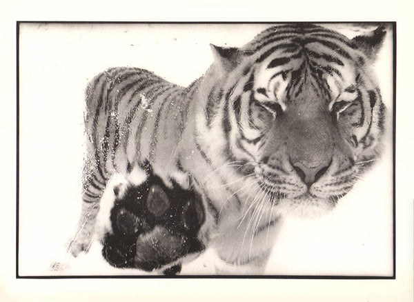 Tigre de Sibérie, 1987 by Eric Frigière - 10 X 12 Inches (Offset Lithograph)