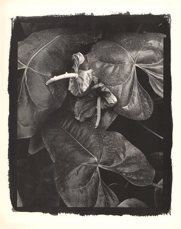 Two dry flowers Zurich, February 1988 by Jean-Paul Rohner - 10 X 12 Inches (Offset Lithograph)