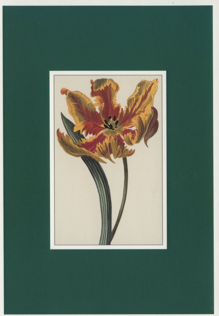 Tulipe de Gesner - 4 X 6 Inches (10 Postcards)
