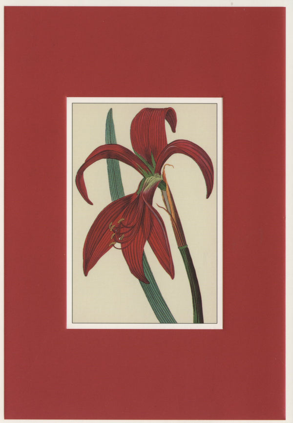 Amaryllis très belle - 4 X 6 Inches (10 Postcards)