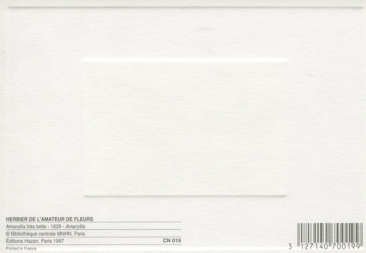 Amaryllis très belle - 4 X 6 Inches (10 Postcards)