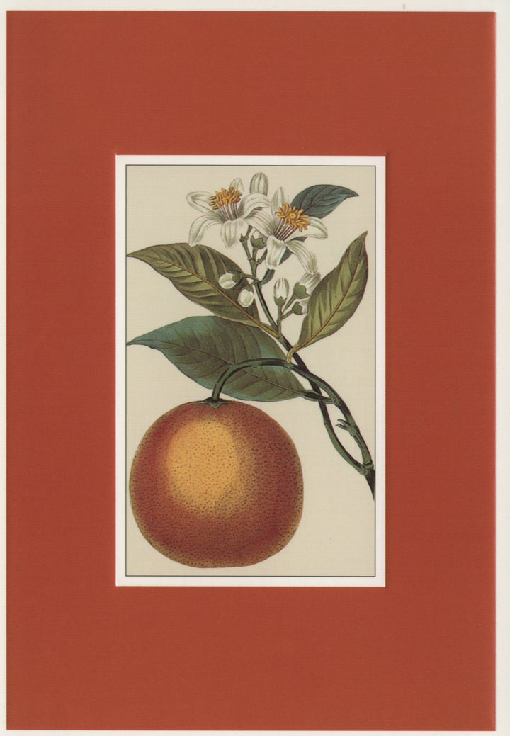 Oranger de Malte - 4 X 6 Inches (10 Postcards)