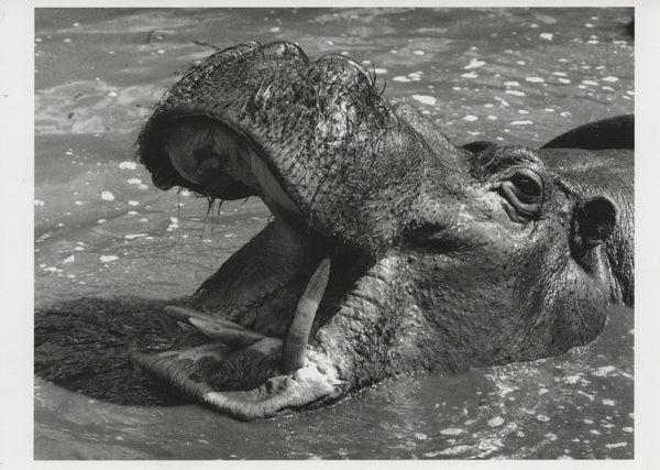 Hippopotamus by Wolf Suschitzky - 4 X 6 Inches (10 Postcards)