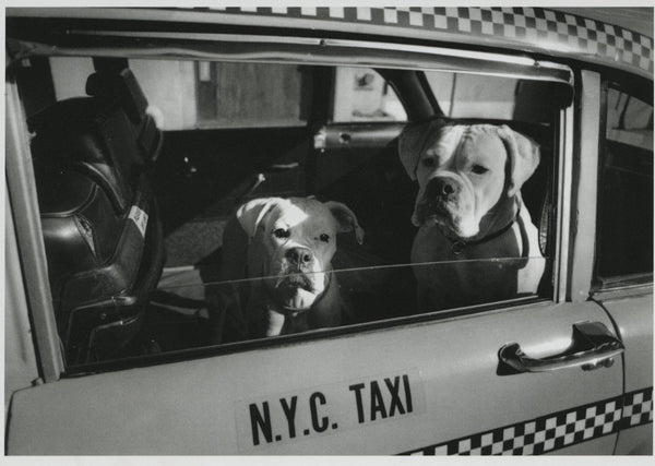 Deux Boxers dans un Taxi - 4 X 6 Inches (10 Postcards)