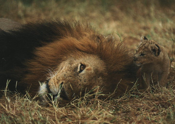 Lion et Petit by Denis Huot - 4 X 6 Inches (10 Postcards)